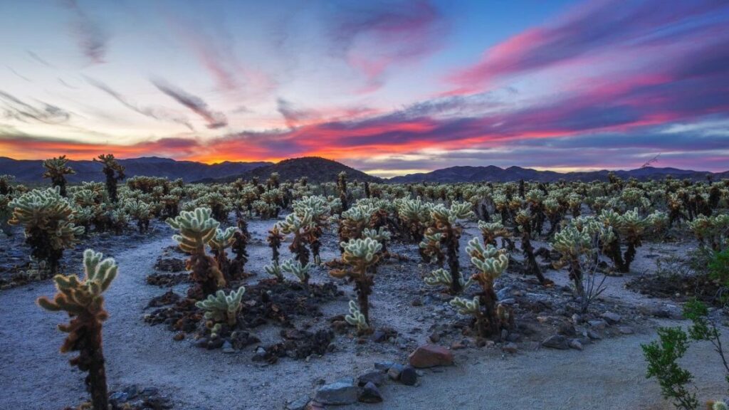 beautiful palm springs desert sunrise