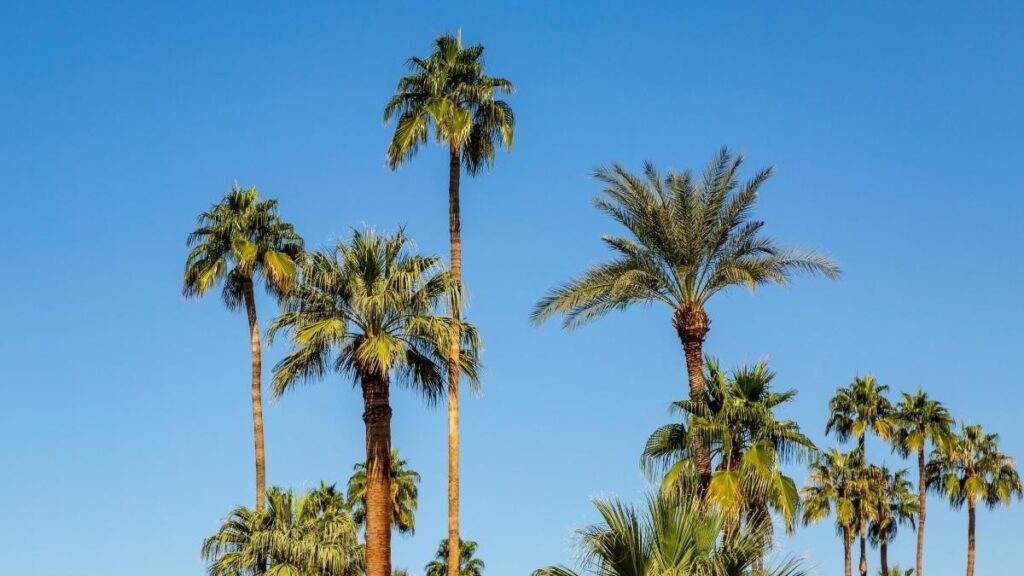 clear blue skies featuring tall palm trees with few mountain view