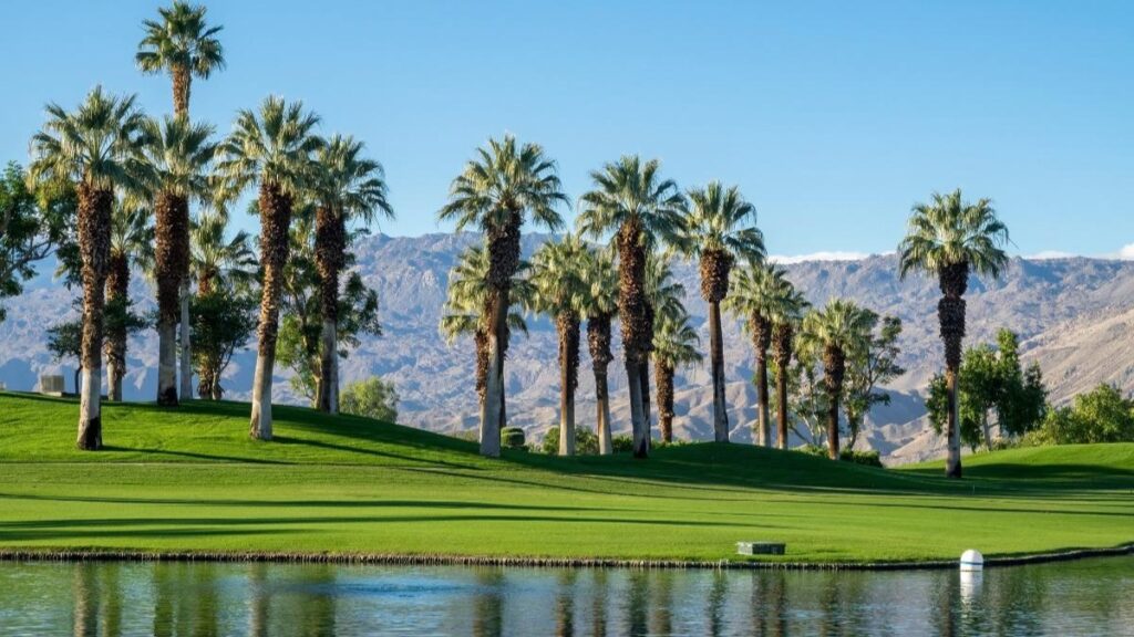 palm trees on palm springs golf cuorse near to golfing pond