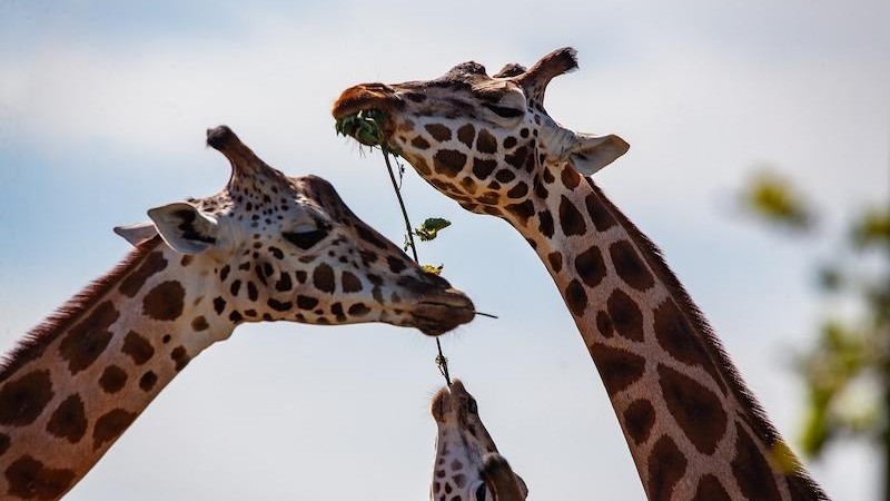 Three giraffes eating leaves