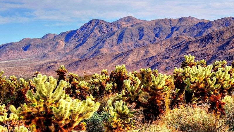Joshua Tree National Park with rock formations