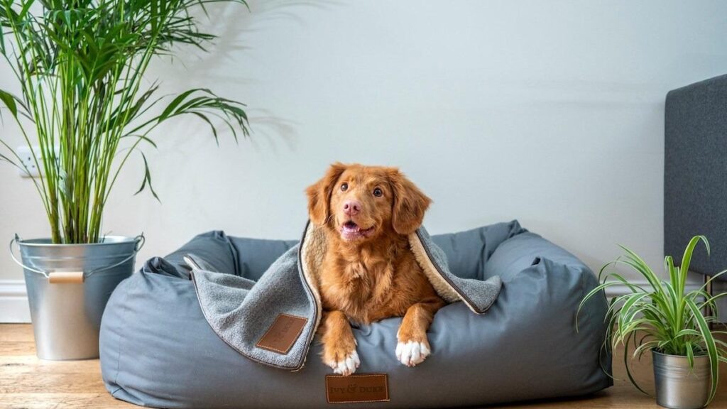brown puppy on its bed