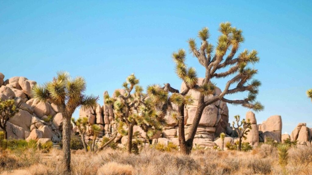 8979728 Explore the iconic Joshua Trees in California's desert environment at Joshua Tree National Park.