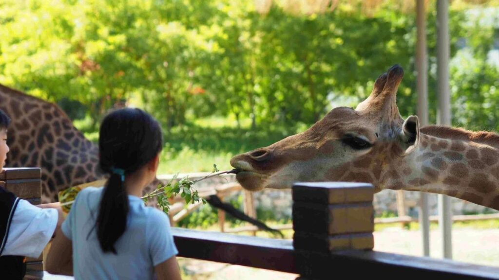 Living Desert Zoo & Gardens girl feeding giraffe