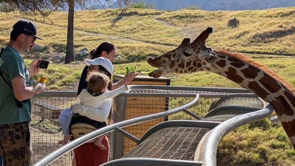 Living Desert Zoo & Gardens woman feeding giraffe
