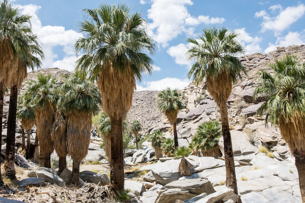 Fan palm trees in the rocky landscape of Indian Canyons near Palm Springs California in the Coachella Valley