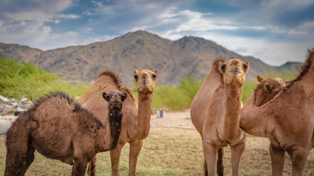 Photography of a group of camels in the zoo