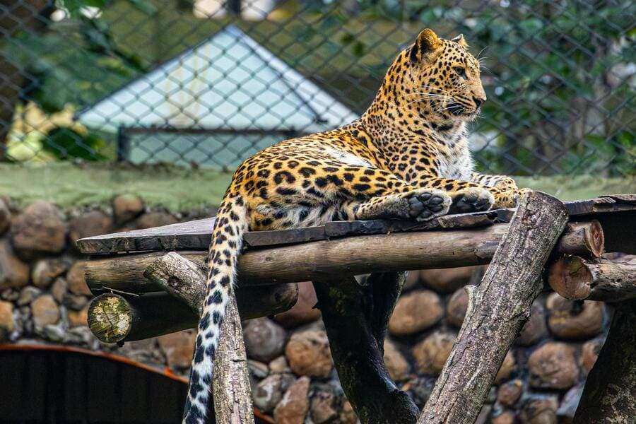 jaguar laying down on wood