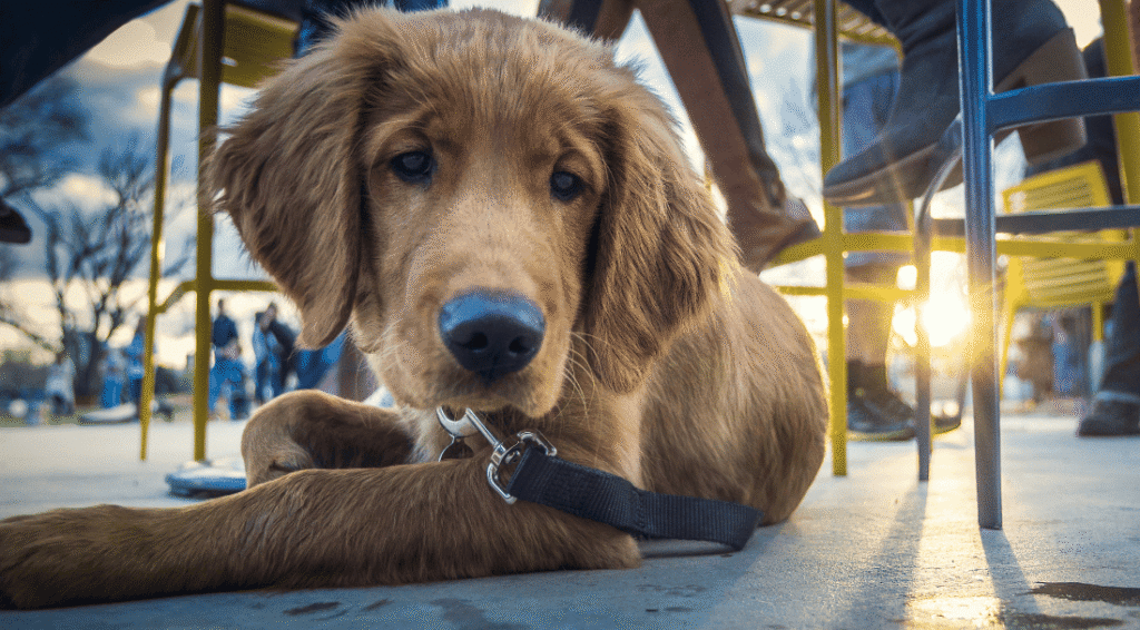 Close up shot of a young golden retriever