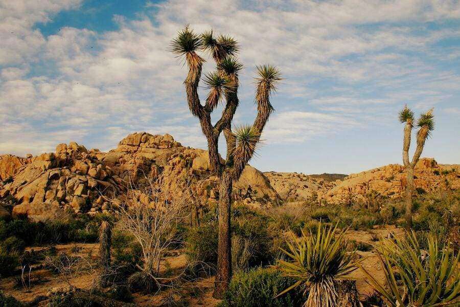 desert tree on joshua tree national park