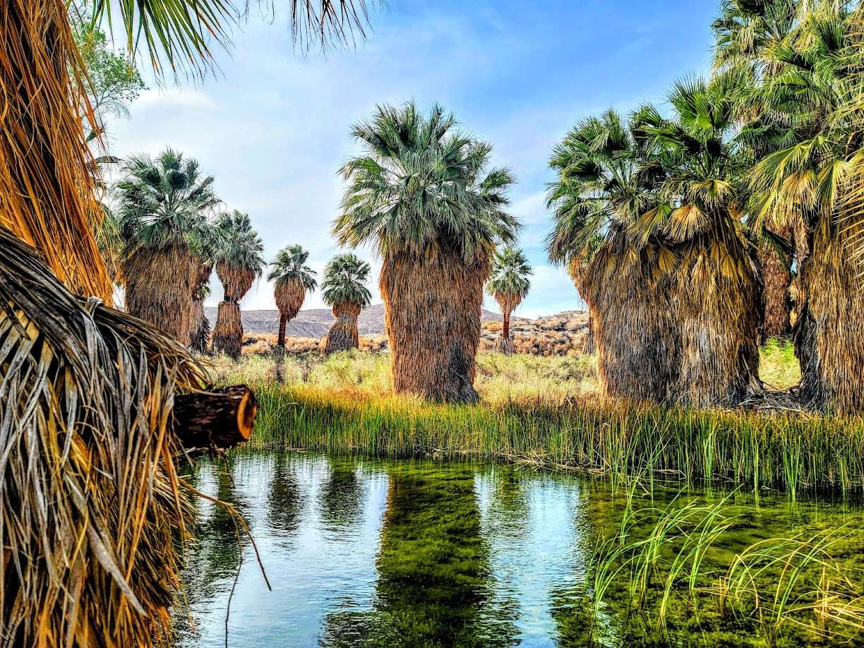 Coachella Valley Preserve