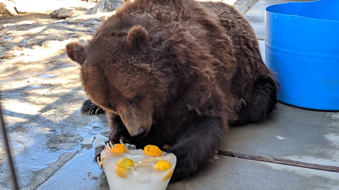 Rescued animals at Big Bear Alpine Zoo