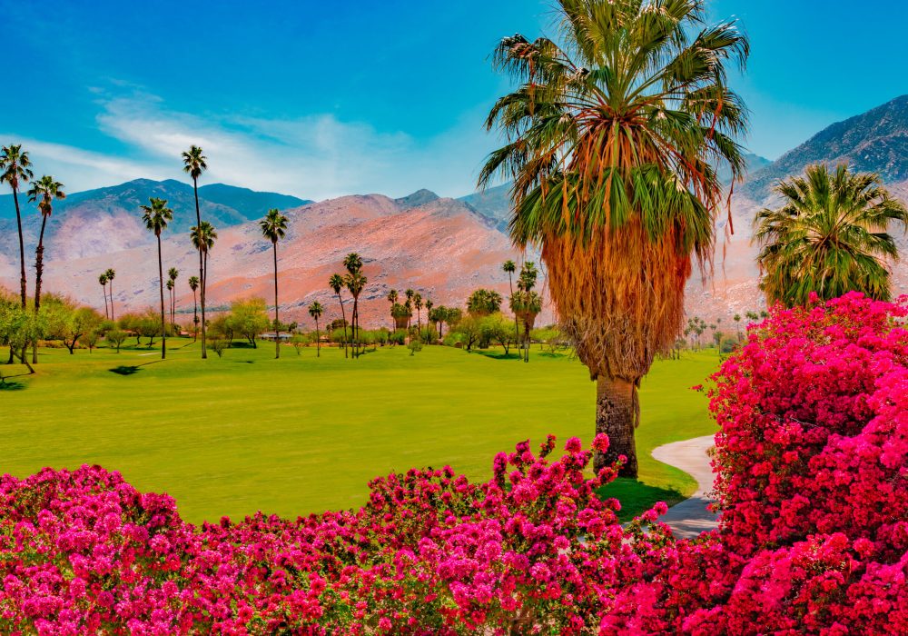beautiful clear blue sky golf course with red flower tree with mountain background